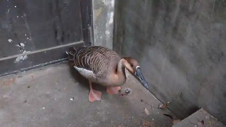 くまくま神社(導きの社 熊野町熊野神社)(東京都)