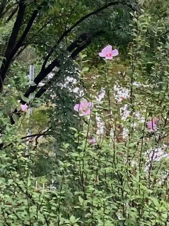 開成山大神宮の自然