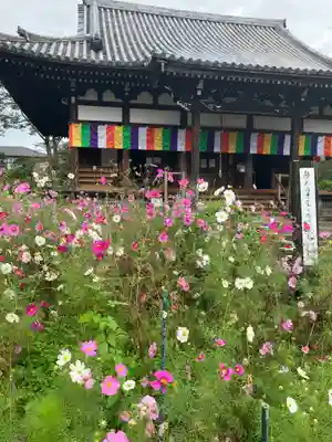 般若寺 ❁﻿コスモス寺❁(奈良県)