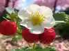 苺ノ花