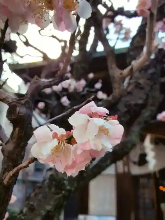 四谷於岩稲荷田宮神社(東京都)