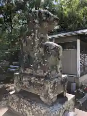 大麻比古神社の狛犬