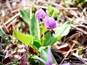 埼玉厄除け開運大師・龍泉寺(切り絵御朱印発祥の寺)の自然(2020年03月19日(木) 21時07分46秒投稿)