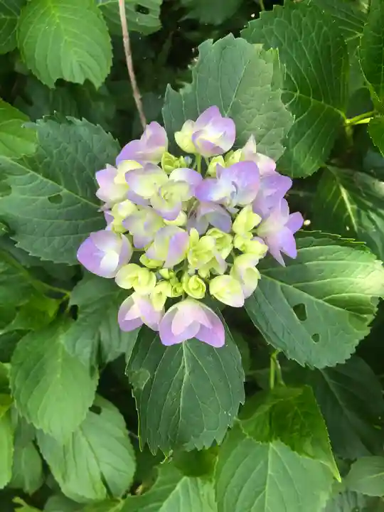 大聖寺(土浦大師不動尊)の自然