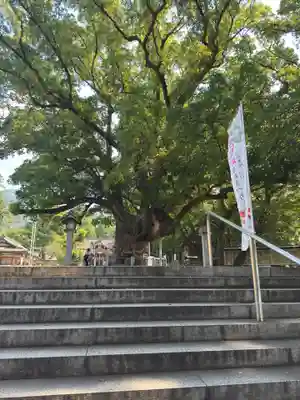 大麻比古神社(徳島県)