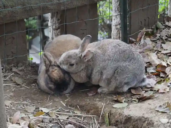 太子堂八幡神社の動物
