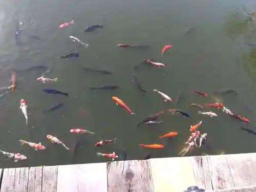 伊部波島大神(新潟県)