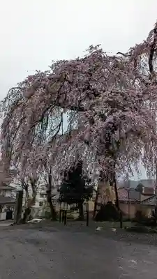 梅岩寺(東京都)