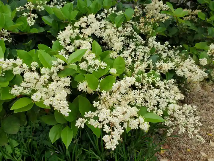 皇大神社の自然