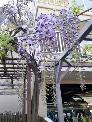 藤之宮 春日神社(野田の藤跡)(大阪府)