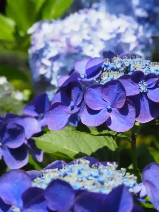 長壽寺(長寿寺)の自然