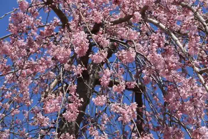 大鏑神社の自然
