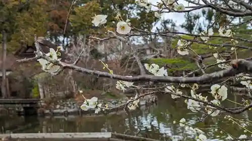 梅宮大社(京都府)