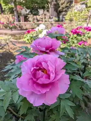 禅定院(東京都)