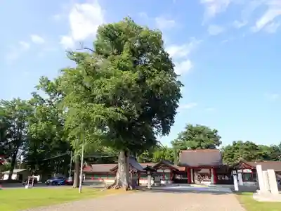 北海道護國神社のその他建物