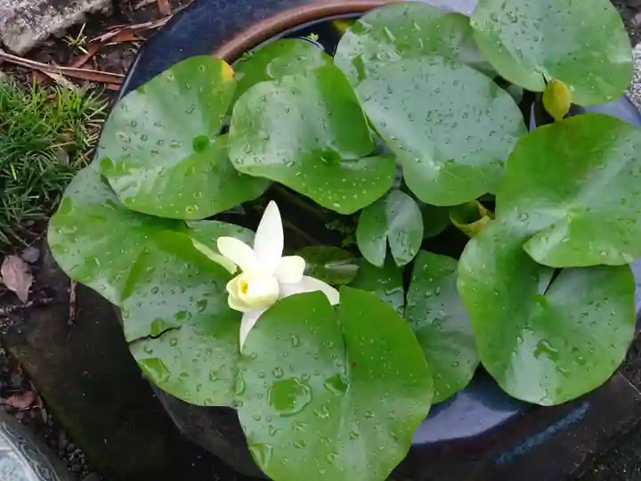 浄土宗 光明山 大蓮寺(照曜会館)の自然