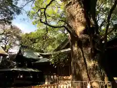 春日神社の自然