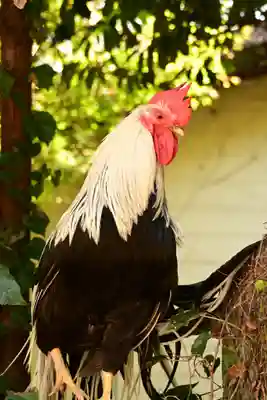 浪打八幡宮の動物