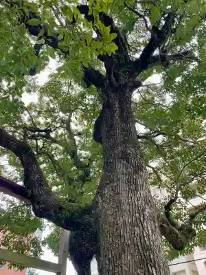八幡神社の{uncategorized: "未分類", other: "その他", undefined: "問題あり", building: "その他建物", grave: "お墓", sacred_gate: "鳥居", guardian: "狛犬", statue: "像", buddha: "仏像", history: "歴史", nature: "自然", garden: "庭園", animal: "動物", pagoda: "塔", temizu: "手水舎", mountain_gate: "山門・神門", sanctuary: "本殿・本堂", subordinate: "末社・摂社", art: "芸術", scenery: "景色", jizo: "地蔵", ema: "絵馬", goshuin: "御朱印", omikuji: "おみくじ", items: "授与品その他", amulet: "お守り", goshuincho: "御朱印帳", eats: "食事", festival: "お祭り", votive_dance: "神楽", shichigosan: "七五三参", wedding: "結婚式", experience: "体験その他", initially: "初詣", around: "周辺", anti_infection: "感染症対策"}