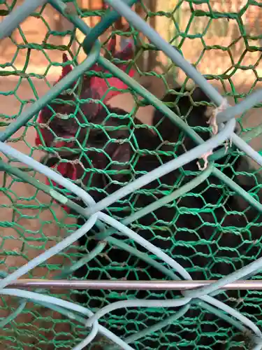 玉祖神社の動物