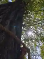 賀羅加波神社の自然