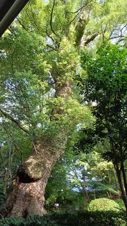 三嶋大社の自然