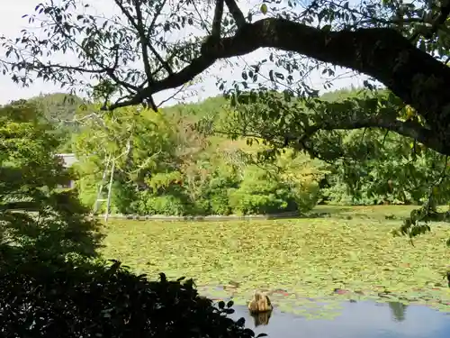 龍安寺の庭園