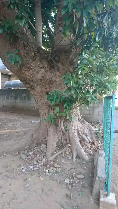 大六天神社の自然