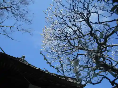 極楽寺（霊鷲山感應院極楽律寺）の自然
