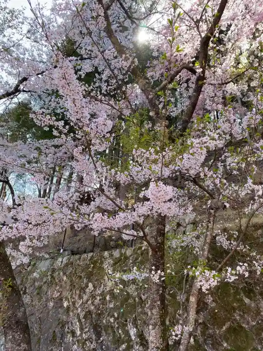 金櫻神社の自然