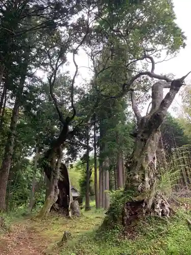 熊野神社の自然
