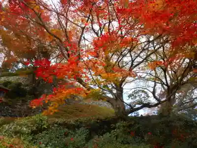 善峯寺(京都府)