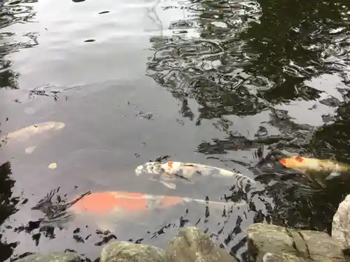 寒川神社の動物