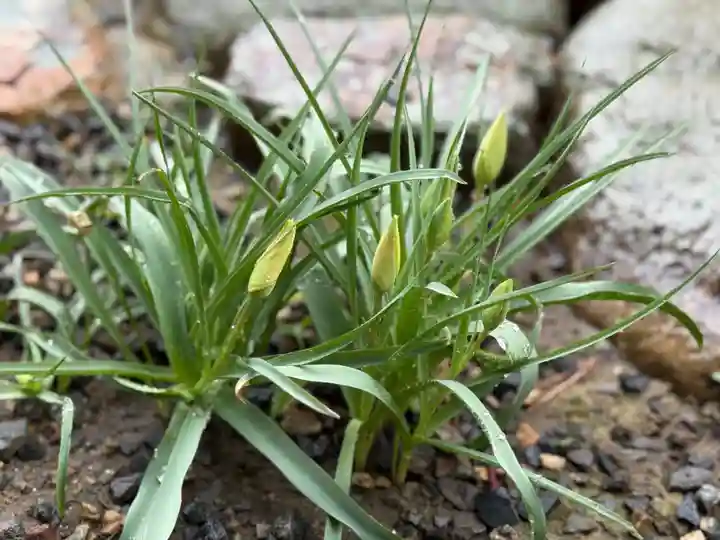西方山極楽寺(岐阜県)