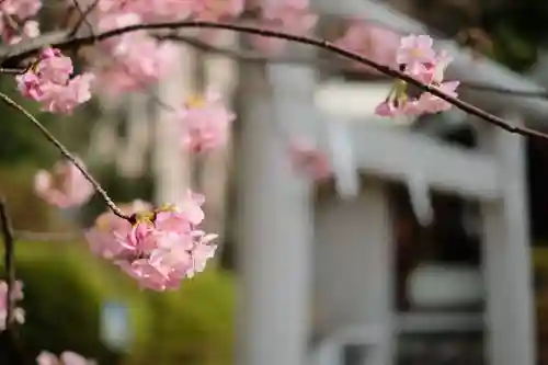 鳩森八幡神社の{uncategorized: "未分類", other: "その他", undefined: "問題あり", building: "その他建物", grave: "お墓", sacred_gate: "鳥居", guardian: "狛犬", statue: "像", buddha: "仏像", history: "歴史", nature: "自然", garden: "庭園", animal: "動物", pagoda: "塔", temizu: "手水舎", mountain_gate: "山門・神門", sanctuary: "本殿・本堂", subordinate: "末社・摂社", art: "芸術", scenery: "景色", jizo: "地蔵", ema: "絵馬", goshuin: "御朱印", omikuji: "おみくじ", items: "授与品その他", amulet: "お守り", goshuincho: "御朱印帳", eats: "食事", festival: "お祭り", votive_dance: "神楽", shichigosan: "七五三参", wedding: "結婚式", experience: "体験その他", initially: "初詣", around: "周辺", anti_infection: "感染症対策"}