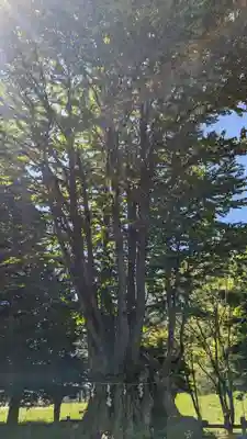 美幌神社の自然