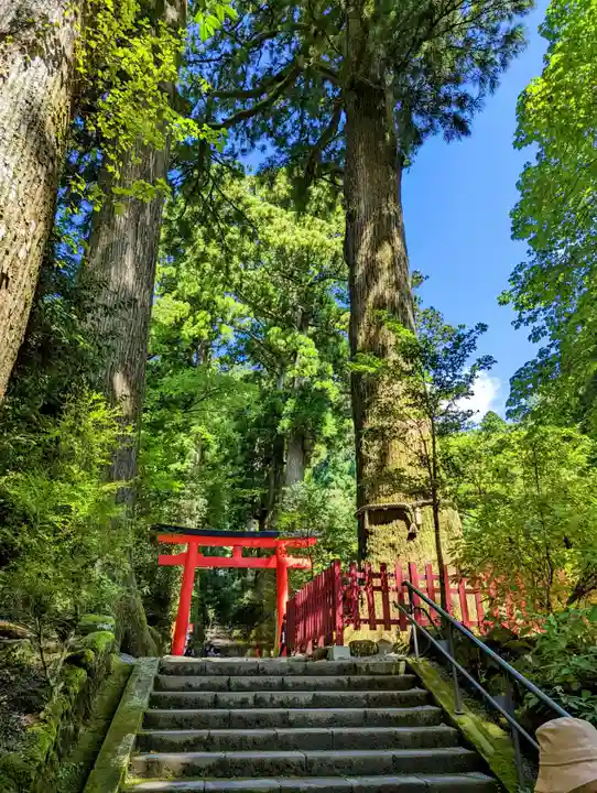 箱根神社の鳥居