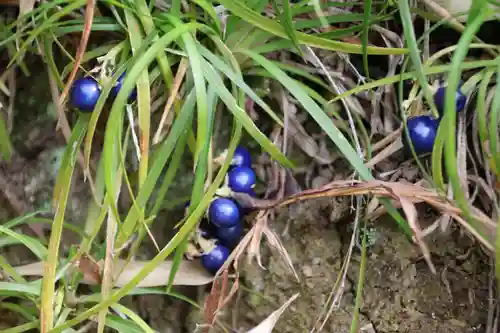 大六天麻王神社の自然