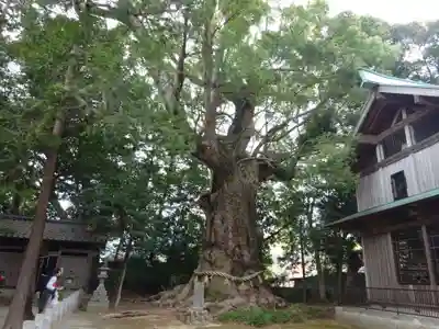 川津来宮神社(静岡県)