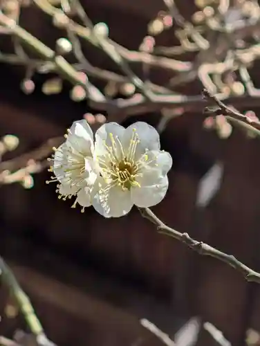 白幡八幡神社(神奈川県)