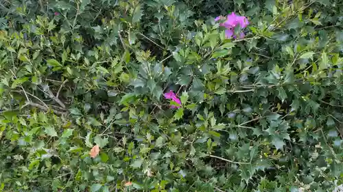 岩崎神社の自然