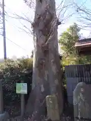 十四軒八雲神社(埼玉県)