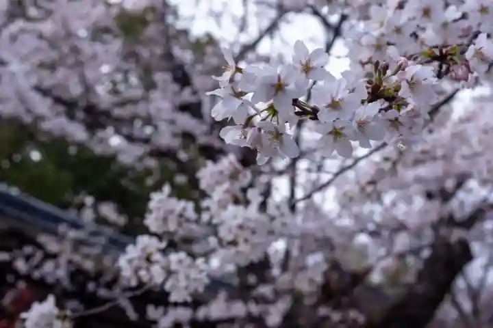 平野神社(京都府)
