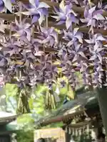 川越氷川神社(埼玉県)