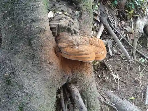 鈴鹿明神社の自然