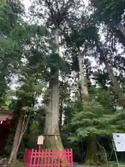 九頭龍神社本宮の自然