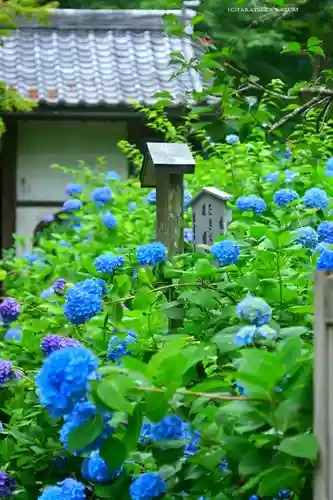 明月院(神奈川県)