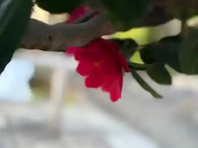 西方山極楽寺(岐阜県)