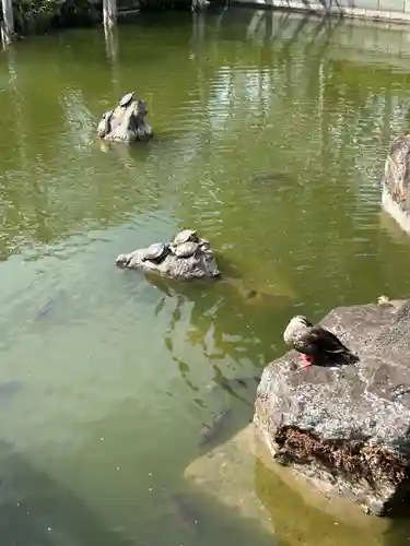 亀戸天神社(東京都)