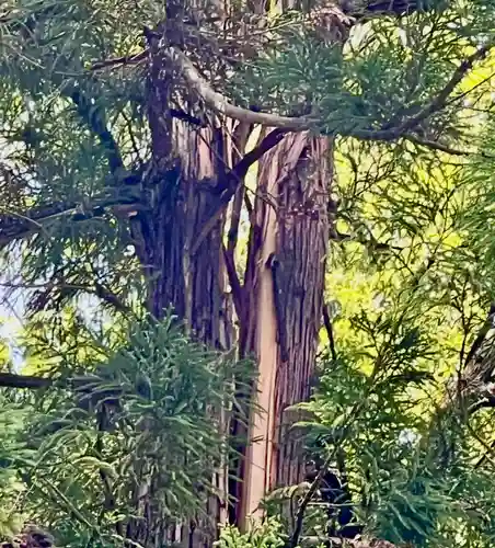 蚊里田八幡宮(長野県)